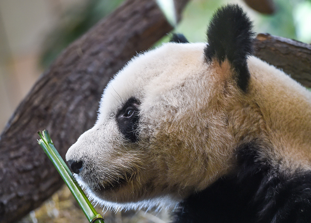 5月20日，在奧地利維也納，大熊貓“園園”亮相美泉宮動物園。