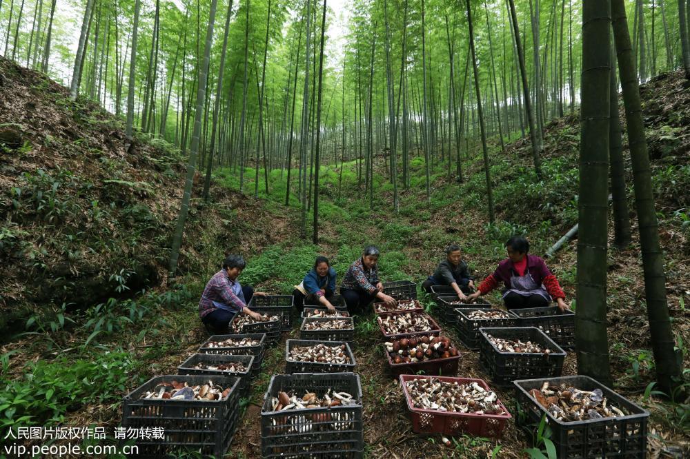 2019年5月25日，貴州省赤水市復興鎮仁友村村民在竹林中採摘食用菌。