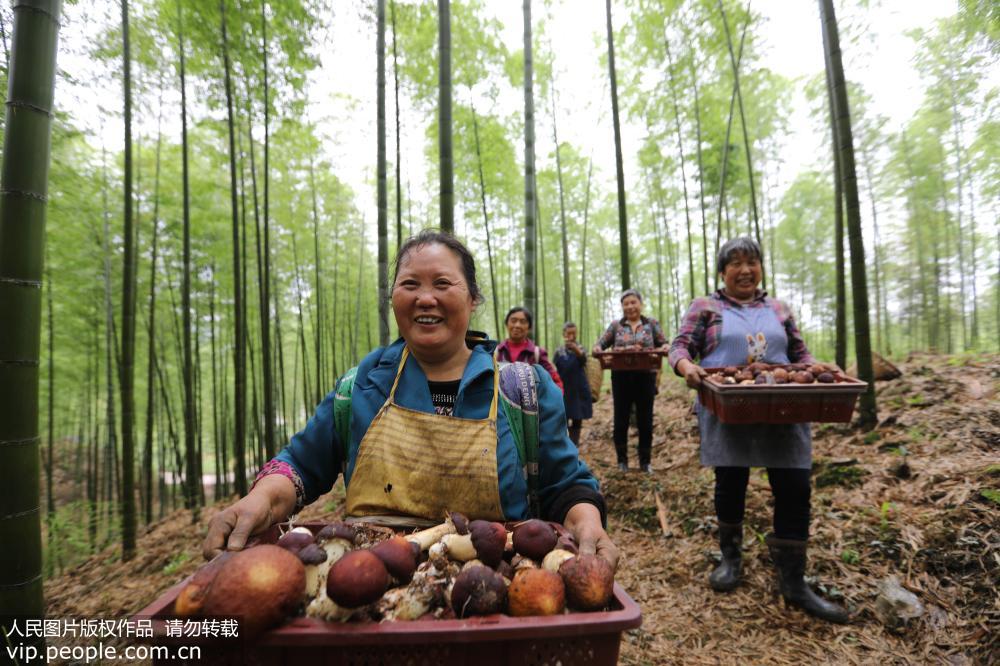 2019年5月25日，贵州省赤水市复兴镇仁友村村民在竹林中采摘食用菌。