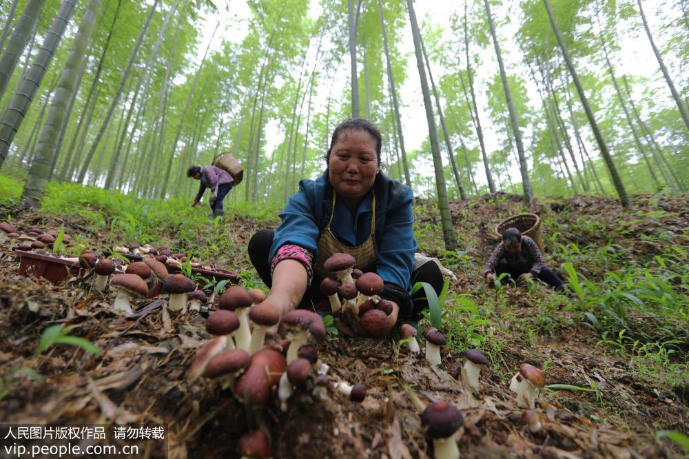 2019年5月25日，貴州省赤水市復興鎮仁友村村民在竹林中採摘食用菌。