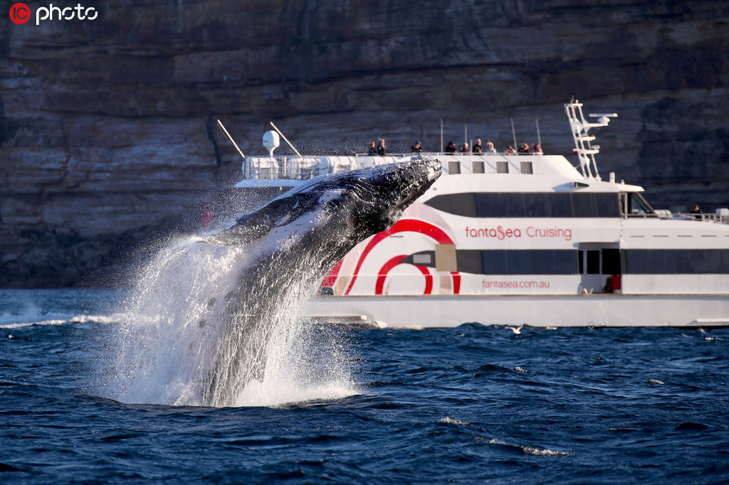澳洲巨大座頭鯨罕見躍出水面