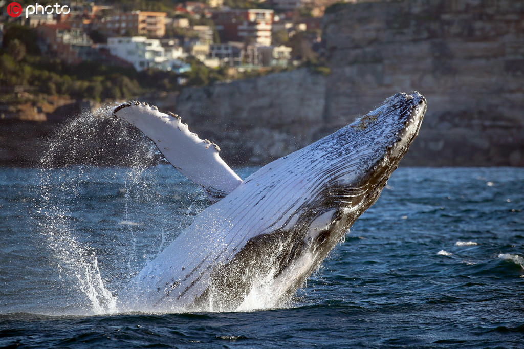 澳洲巨大座頭鯨罕見躍出水面【2】