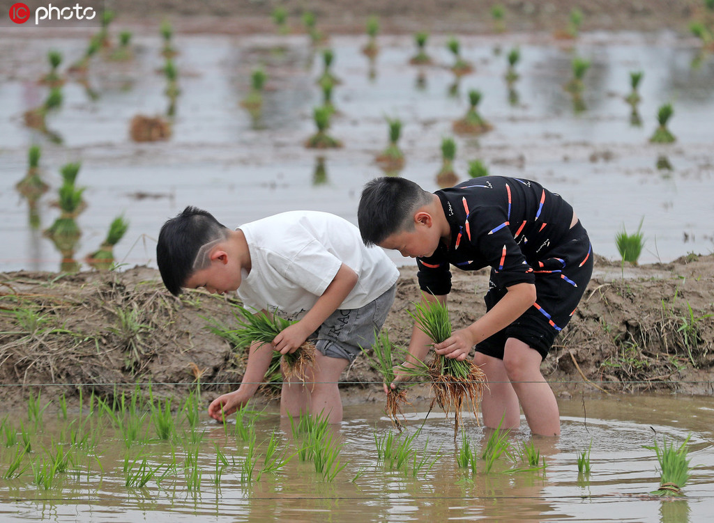 杭州：中外游客來到田間插秧摸魚 體驗農耕樂趣  