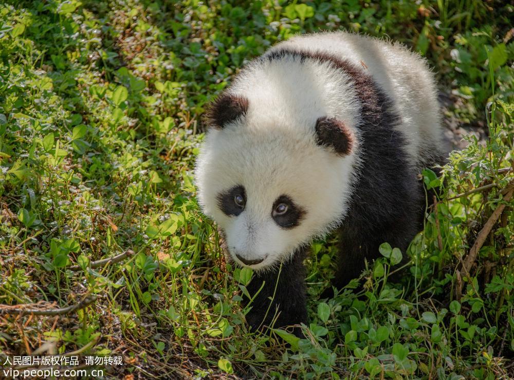 中國大熊貓保護研究中心神樹坪基地：大熊貓萌態十足