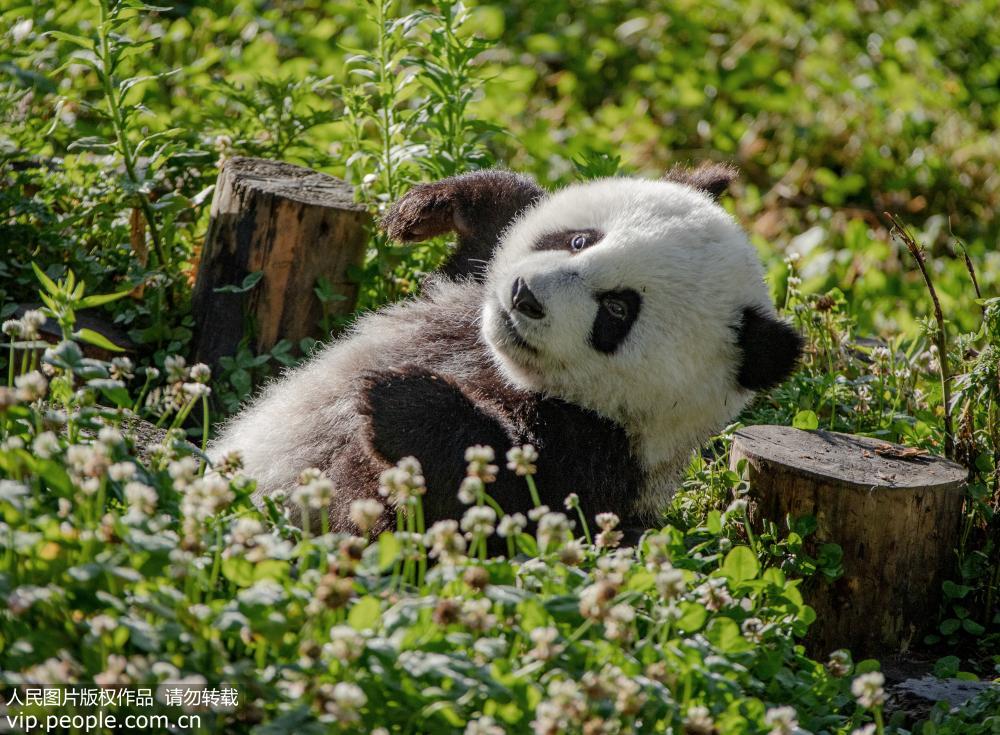 中國大熊貓保護研究中心神樹坪基地：大熊貓萌態十足【2】