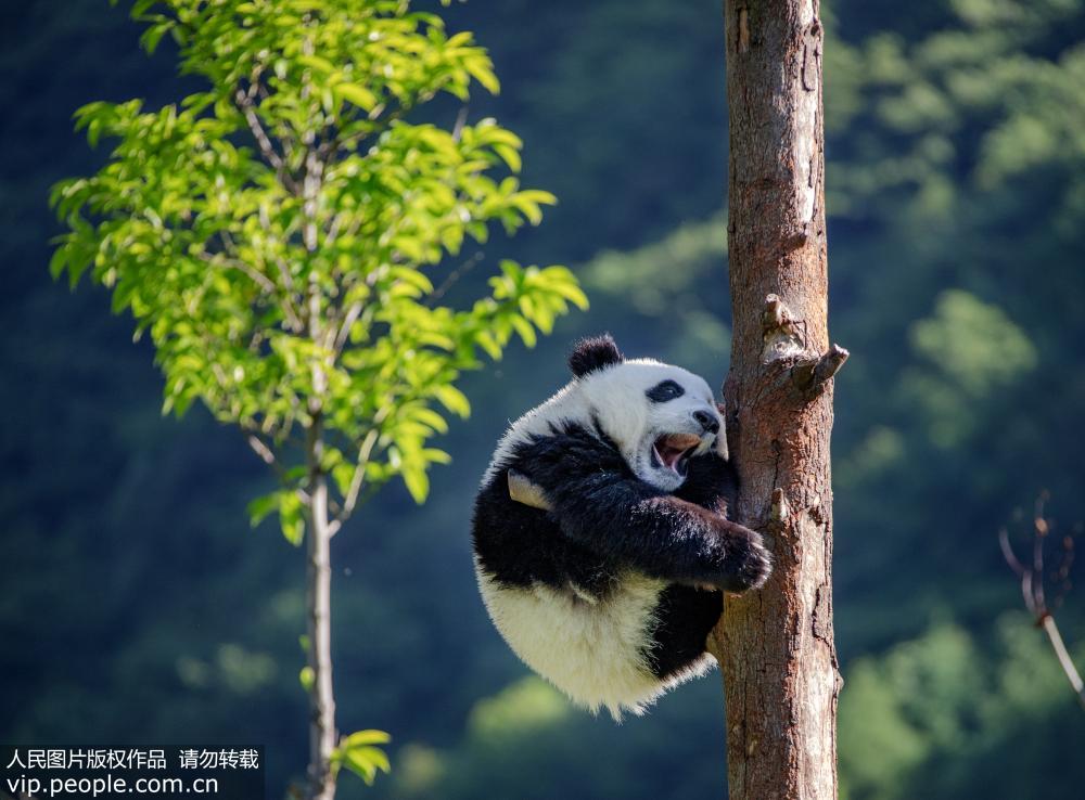 中國大熊貓保護研究中心神樹坪基地：大熊貓萌態十足【4】