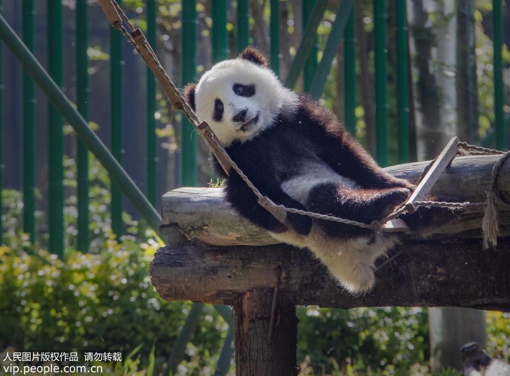 中國大熊貓保護研究中心神樹坪基地：大熊貓萌態十足【5】