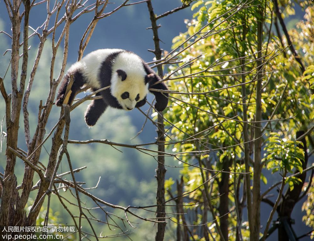 �й�����è�����о���������ƺ���أ�����è��̬ʮ�㡾6��