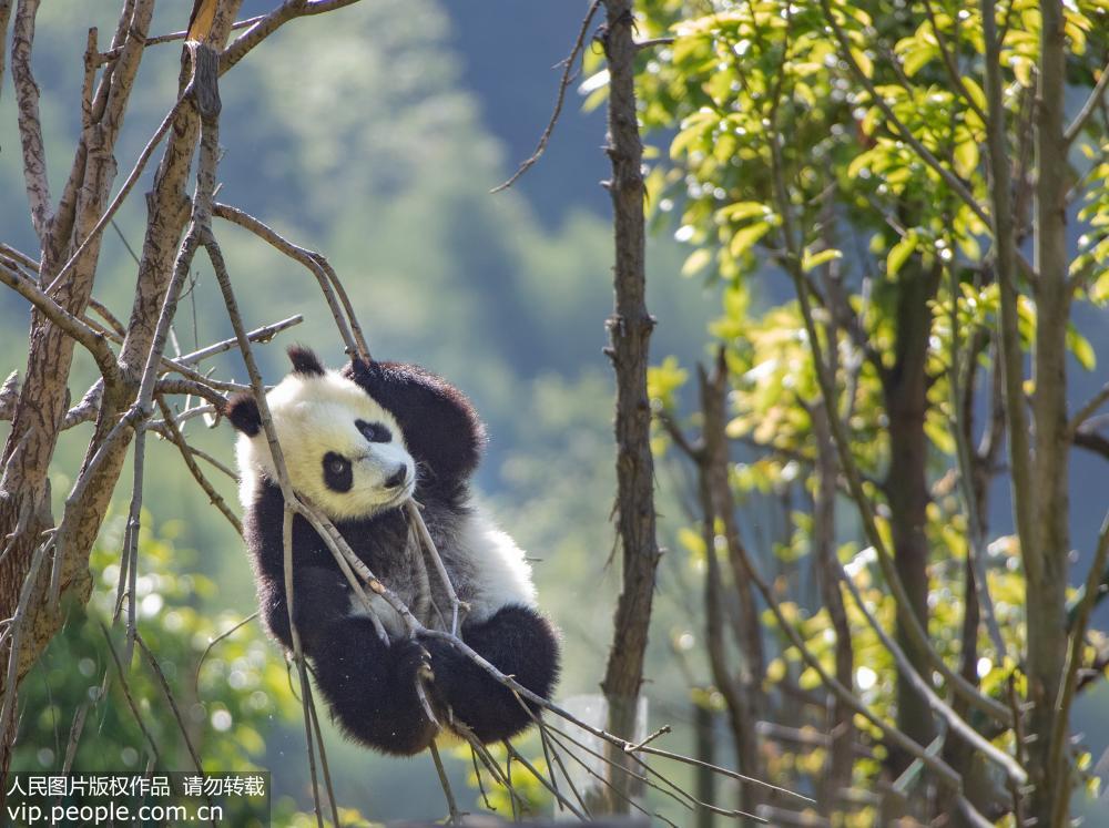 中國大熊貓保護研究中心神樹坪基地：大熊貓萌態十足【9】