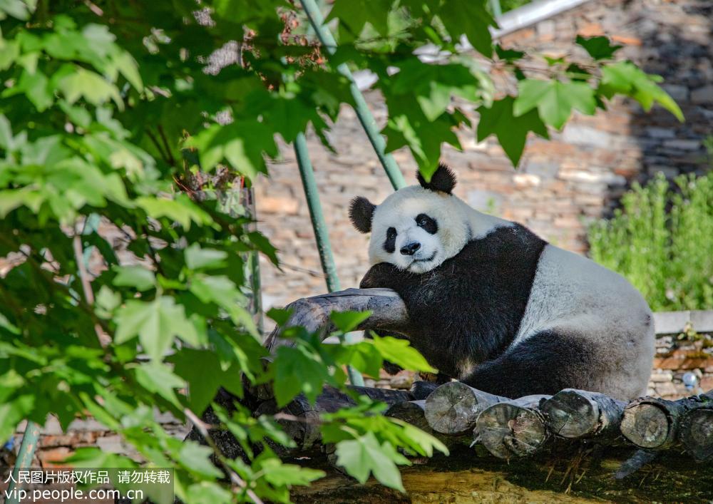 �й�����è�����о���������ƺ���أ�����è��̬ʮ�㡾17��