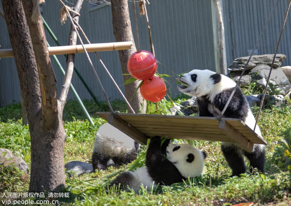 �й�����è�����о���������ƺ���أ�����è��̬ʮ�㡾19��