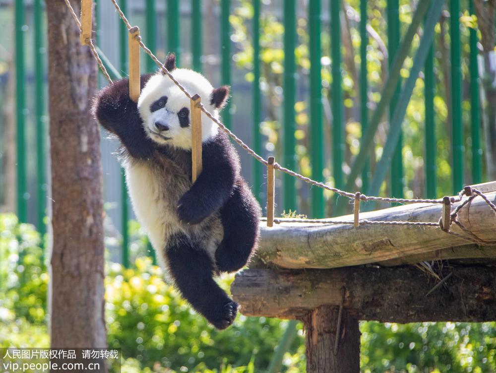 中國大熊貓保護研究中心神樹坪基地：大熊貓萌態十足【13】