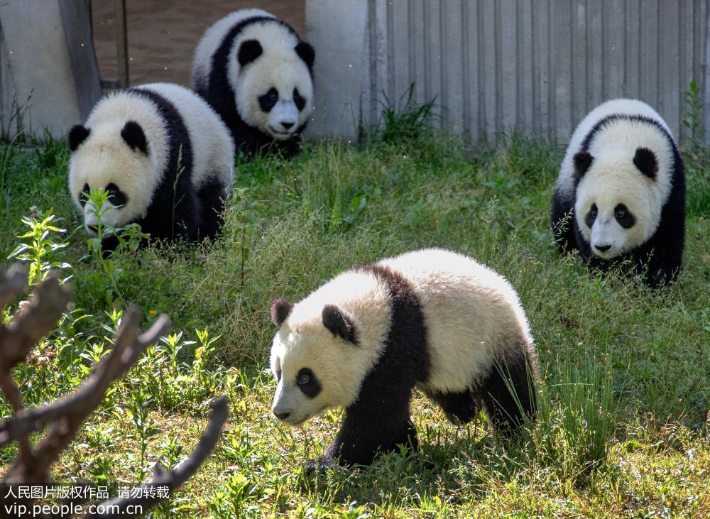 中國大熊貓保護研究中心神樹坪基地：大熊貓萌態十足【22】
