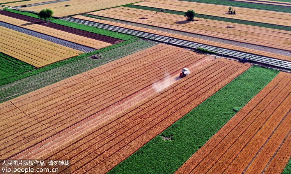 6月8日，山西省襄汾縣西賈鄉村民利用聯合收割機搶收小麥。（無人機拍攝）