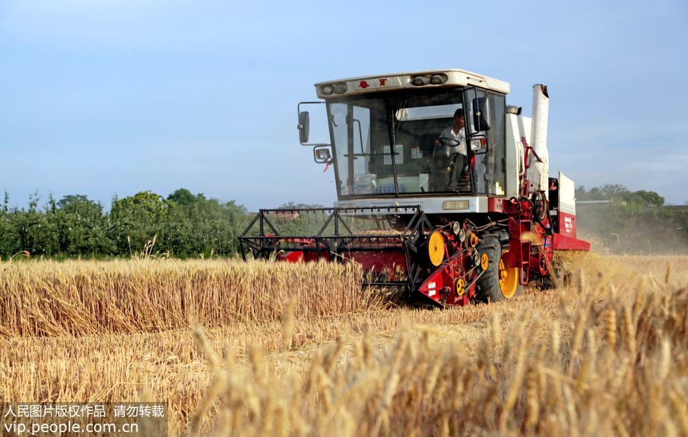 6月8日，山西省襄汾縣西賈鄉村民利用聯合收割機搶收小麥。