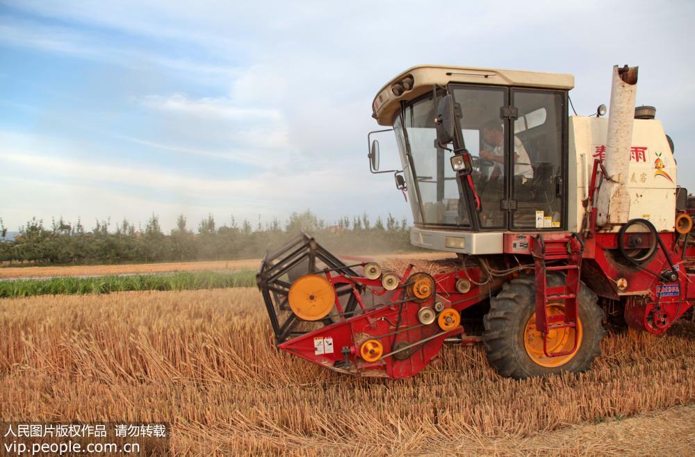 6月8日，山西省襄汾縣西賈鄉村民利用聯合收割機搶收小麥。