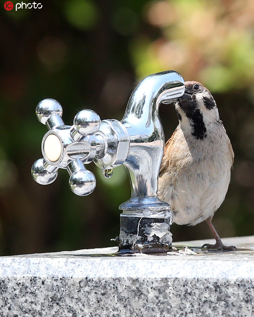 韓國水原市一公園，一隻麻雀把嘴湊到水龍頭上喝水解渴。