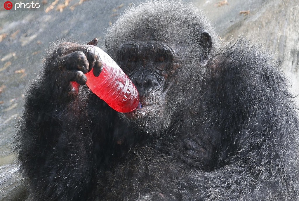 泰國曼谷，當地動物園內，大猩猩吃冰鎮果汁降溫。