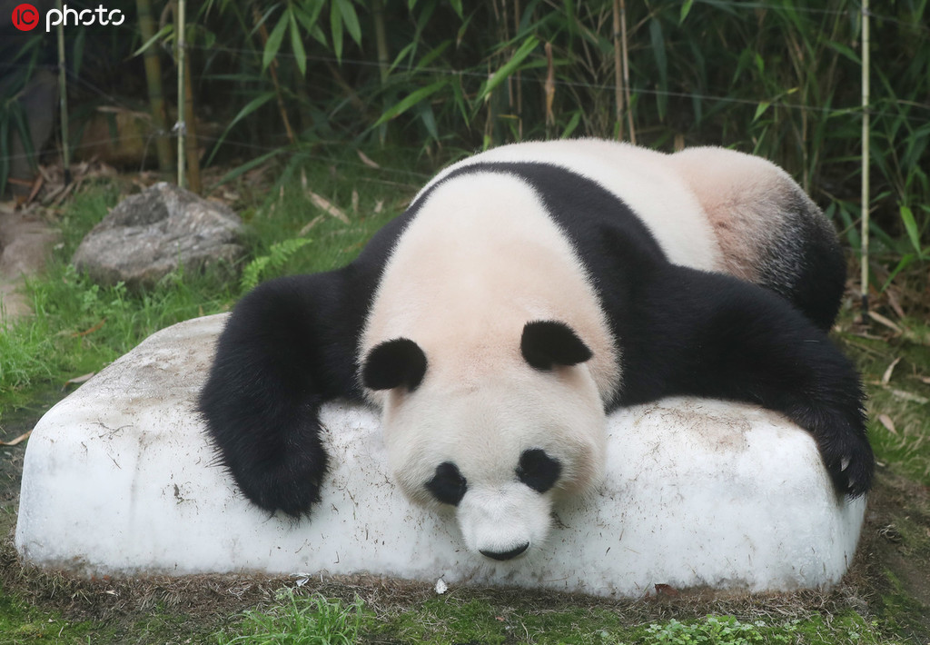 熊貓趴在冰上消暑。