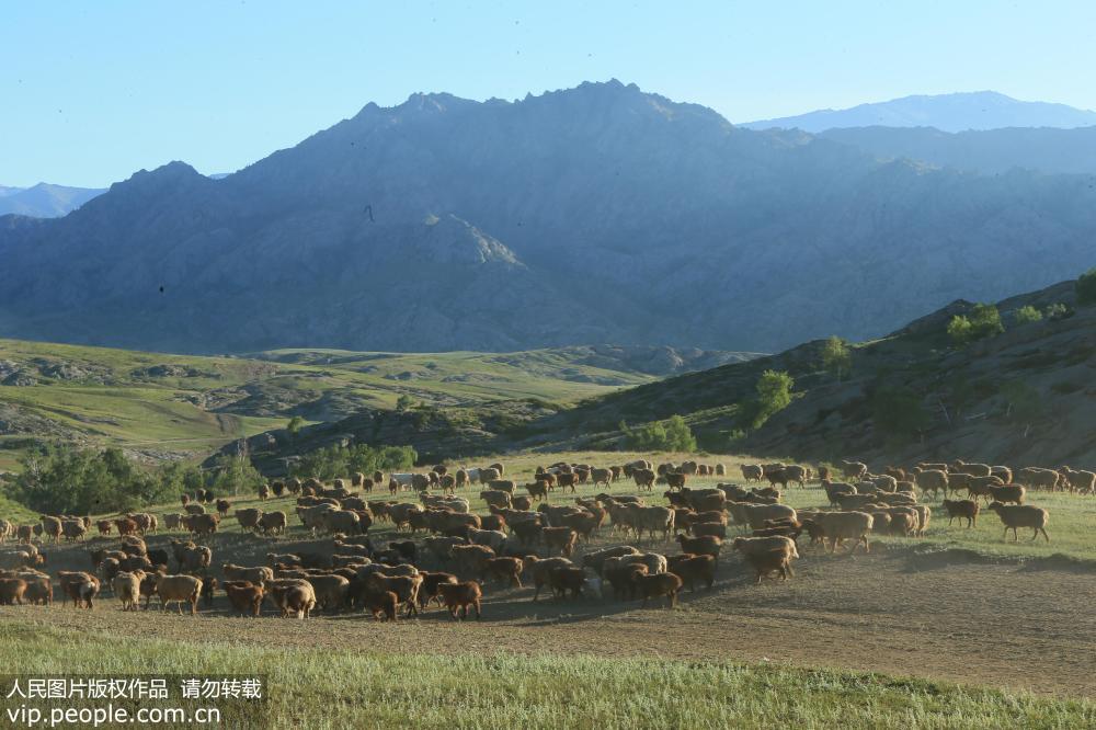 新疆阿勒泰：百萬牲畜大轉場【11】