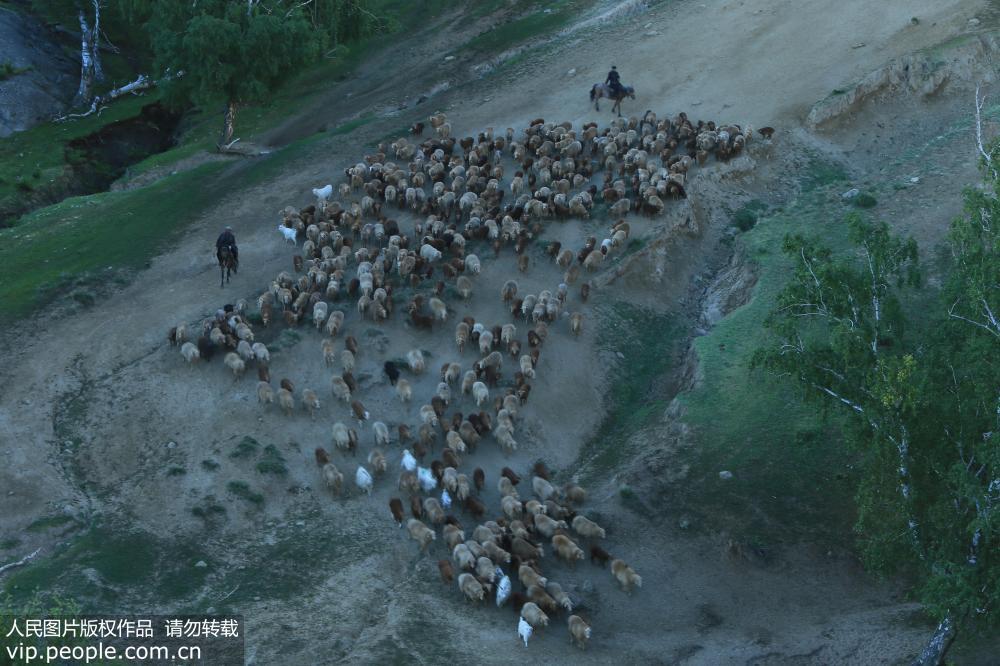 新疆阿勒泰：百萬牲畜大轉場【10】