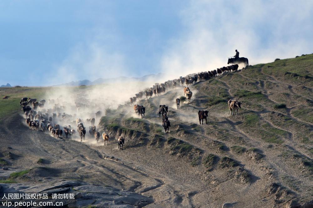 新疆阿勒泰：百萬牲畜大轉場