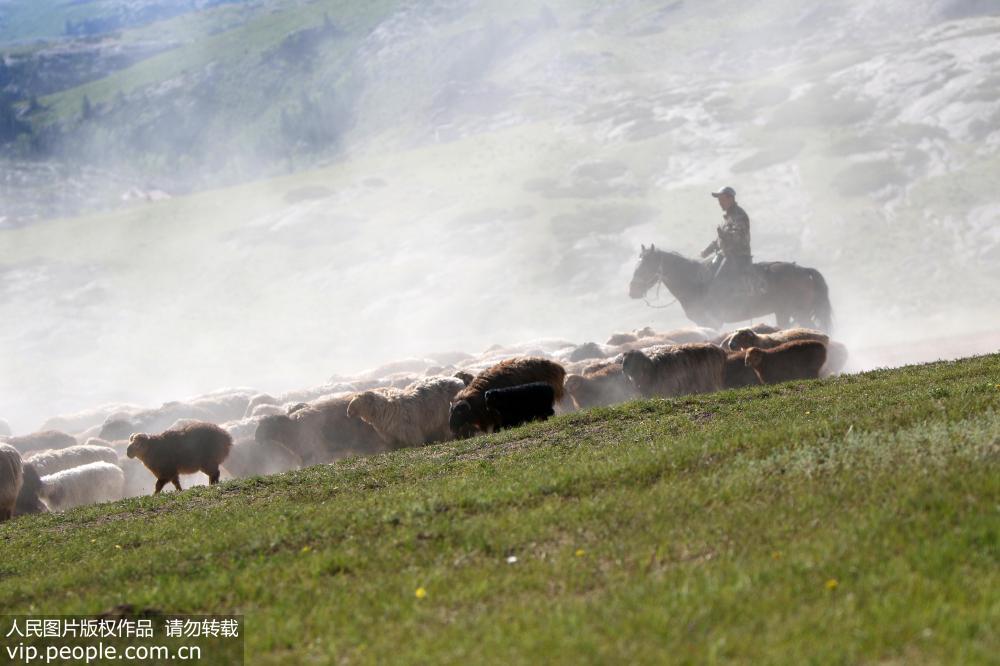 新疆阿勒泰：百萬牲畜大轉場【3】