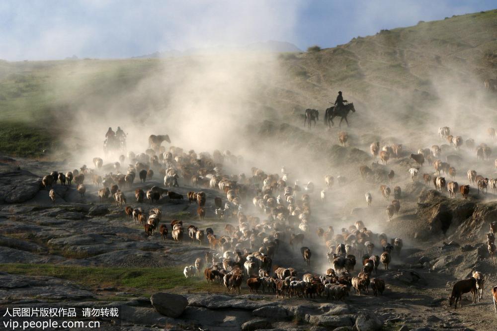 新疆阿勒泰：百萬牲畜大轉場【5】