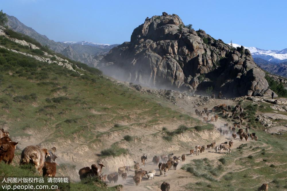 新疆阿勒泰：百萬牲畜大轉場【12】