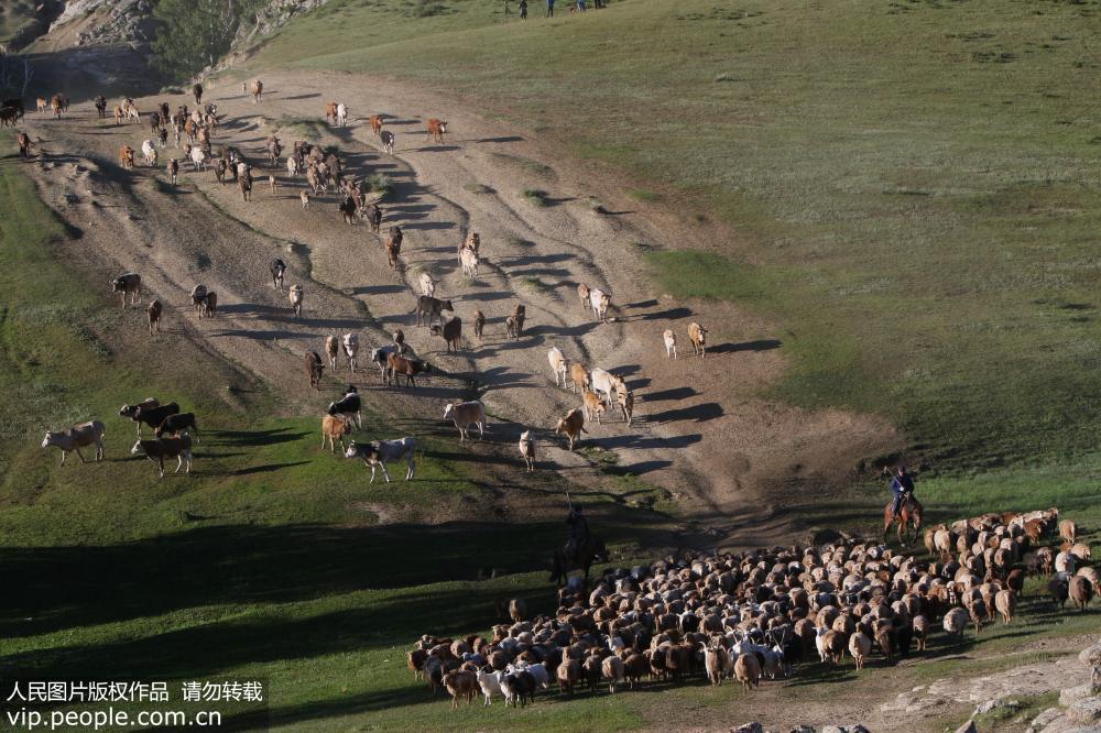 新疆阿勒泰：百萬牲畜大轉場【7】