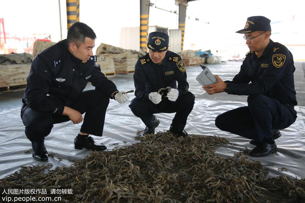 5月20日，青島海關關警員現場查看走私進口的海馬干。