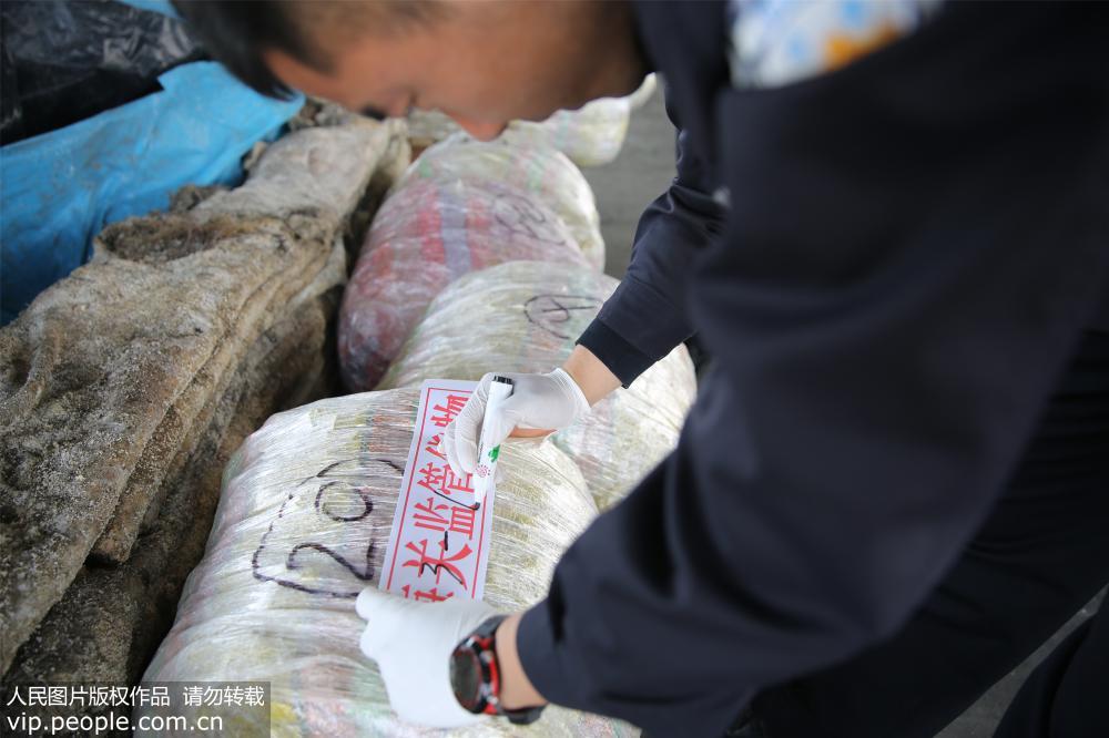 5月20日，青島海關關警員現場監管查驗發現夾藏在進口馬皮中的走私海馬干。