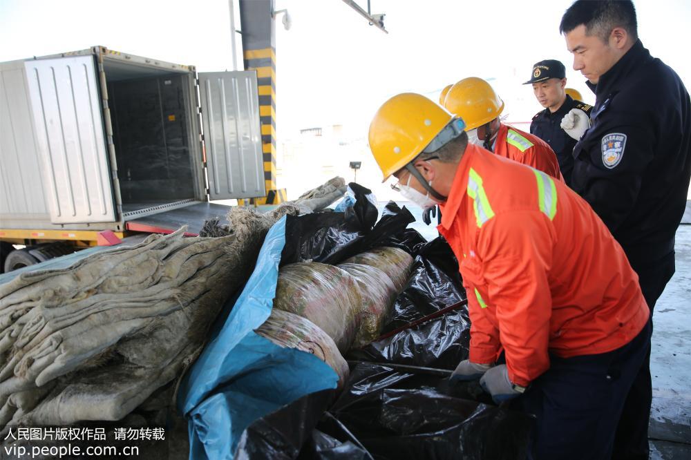 5月20日，夾藏有海馬干的馬皮擺滿了青島海關查驗作業現場。