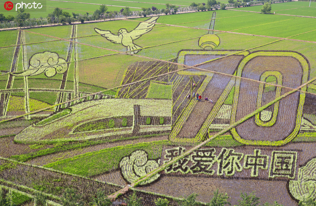 巨幅稻田畫“我愛你中國”亮相沈陽 獻禮祖國70周年
