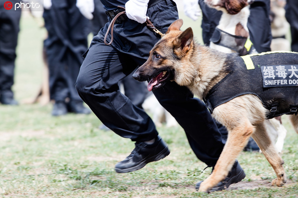 江蘇省公安廳在南京警犬研究所舉行“6.26”國際禁毒日全省緝毒犬實戰演練活動。（資料圖）