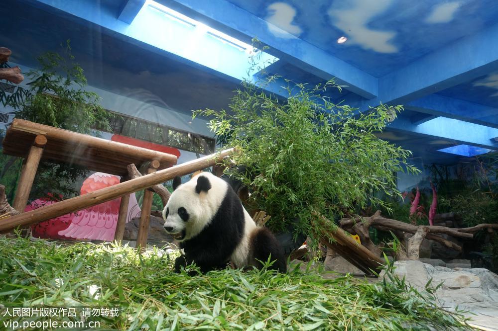 ȫ��Ψһ����è����̥��㡰���ȡ����ع��ݴ�����8��