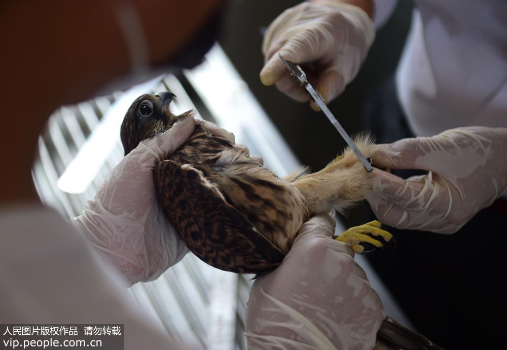 河北滄州20隻國家二級保護鳥類回歸自然【2】