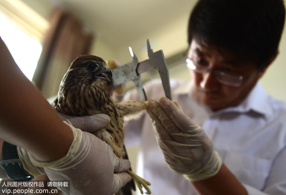 河北滄州20隻國家二級保護鳥類回歸自然