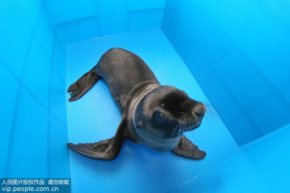 7月1日，在山東煙台海昌鯨鯊海洋公園，新生小海獅在籠舍中玩耍。