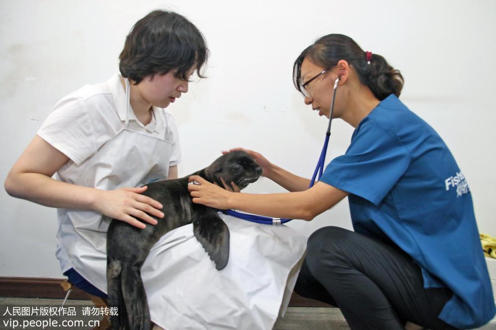 7月1日，在山東煙台海昌鯨鯊海洋公園，獸醫（右）在為新生小海獅體檢。