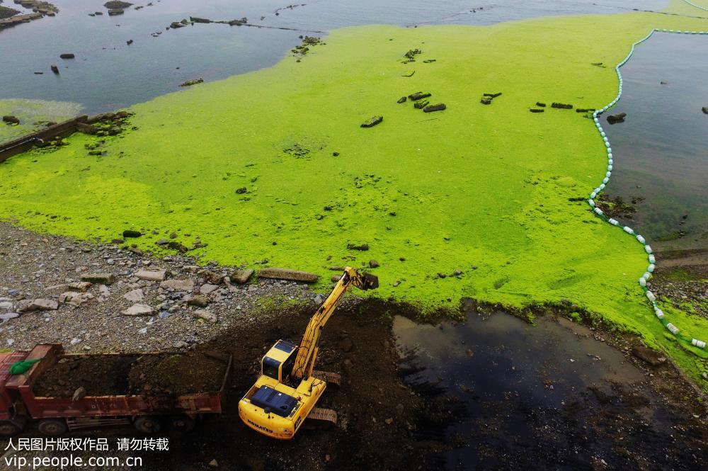 7月4日，這是在山東青島即墨區拍攝的綠潮登陸一處海灘，挖掘機正在進行清理作業。（無人機拍攝）