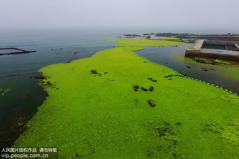 7月4日，這是在山東青島即墨區拍攝的綠潮登陸近岸漁民養殖區。（無人機拍攝）