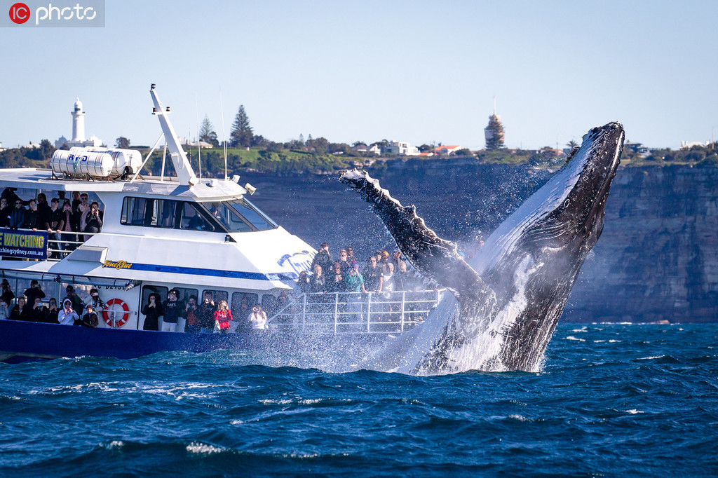 悉尼港湾30吨座头鲸跃出海面 游客近距离领略“翻江倒海” 第1页