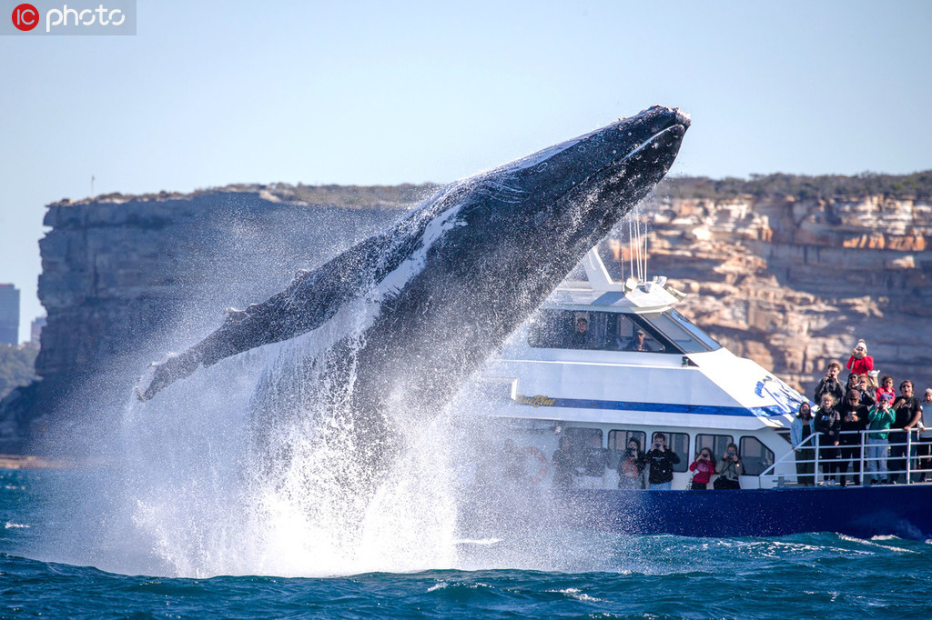 悉尼港灣30噸座頭鯨躍出海面 游客近距離領略“翻江倒海”【4】