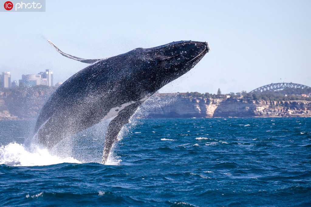 悉尼港灣30噸座頭鯨躍出海面 游客近距離領略“翻江倒海”【3】