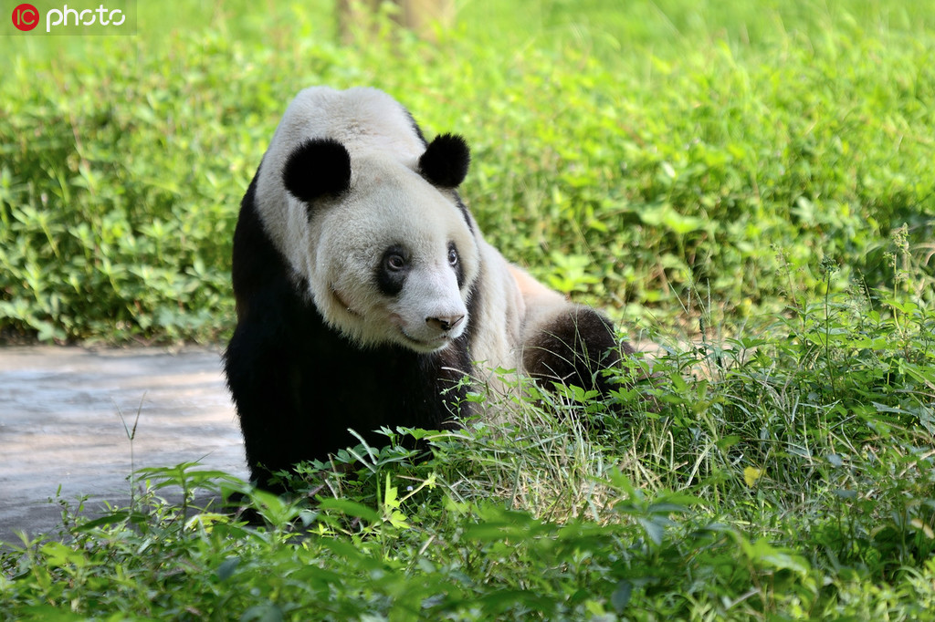 熊猫界的“百岁老人” 后代137只已是“五世同堂”【3】