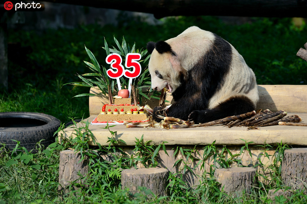 熊猫界的“百岁老人” 后代137只已是“五世同堂”【4】