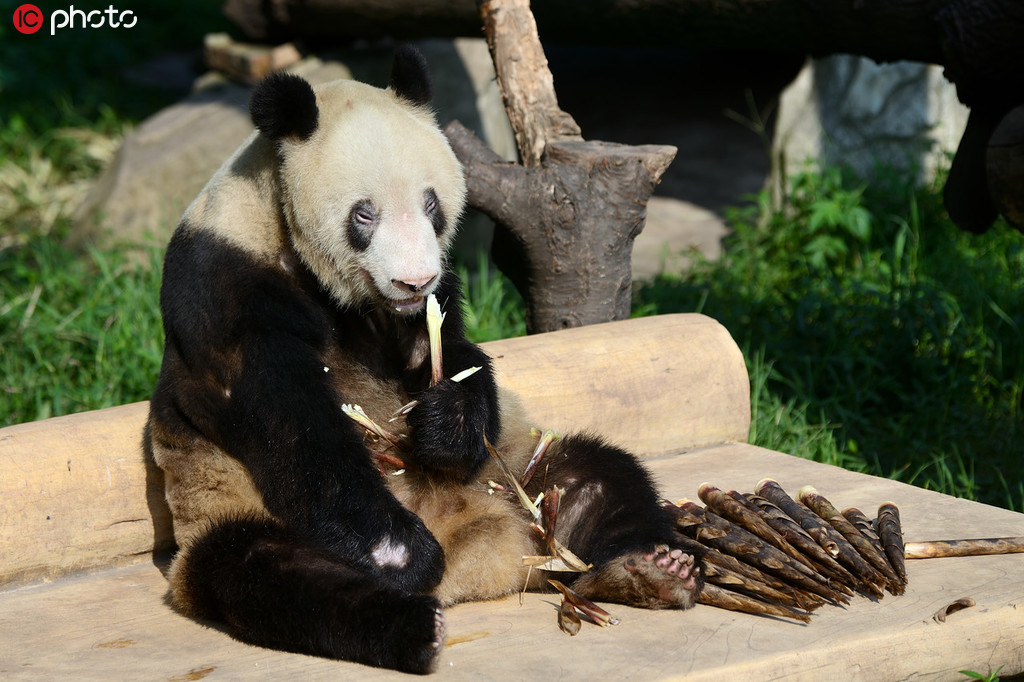 熊猫界的“百岁老人” 后代137只已是“五世同堂”【2】