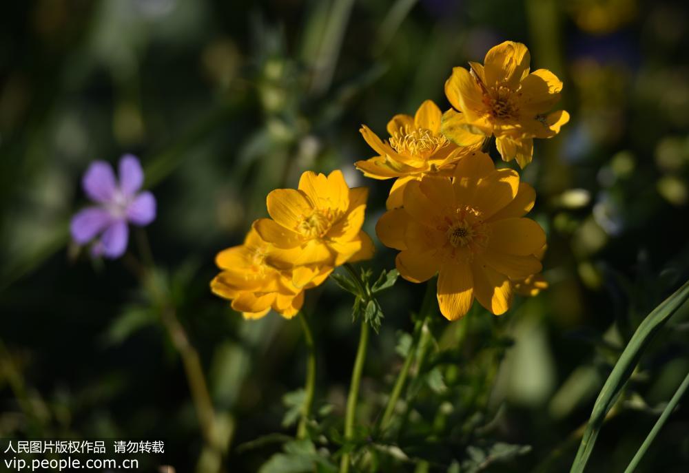 2019年7月13日，在新疆和靜縣鞏乃斯鎮，盛開的花朵迎客來。