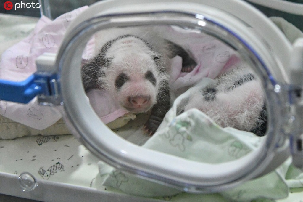 全球罕见！重庆两只大熊猫同日同地生产双胞胎【2】
